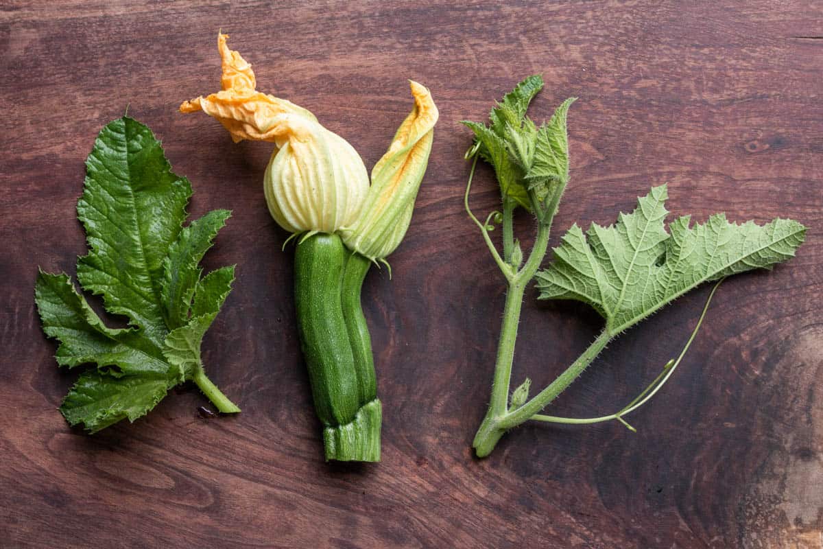 Squash Shoots, Leaves and Blossoms 