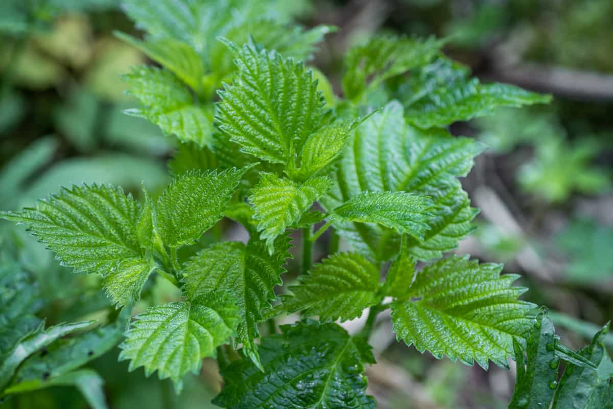 wood nettle or laportea canadensis 
