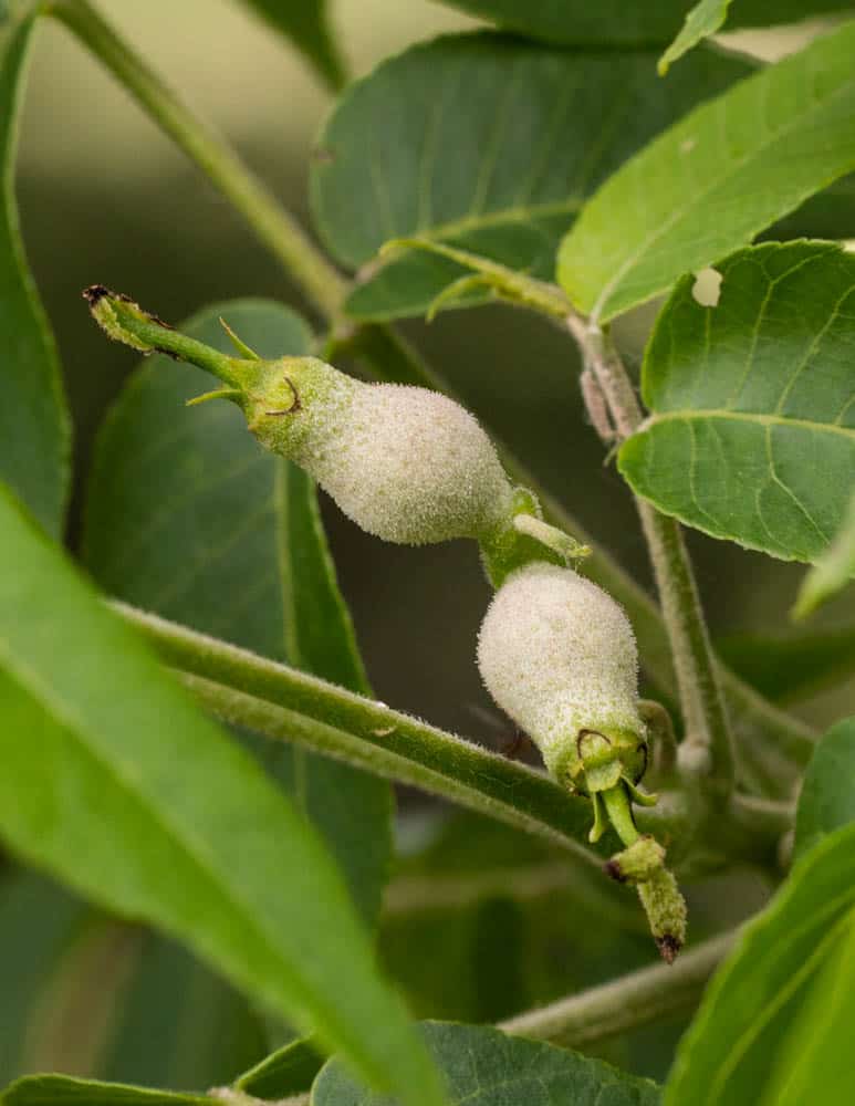 Green walnuts or young black walnuts for ketchup 