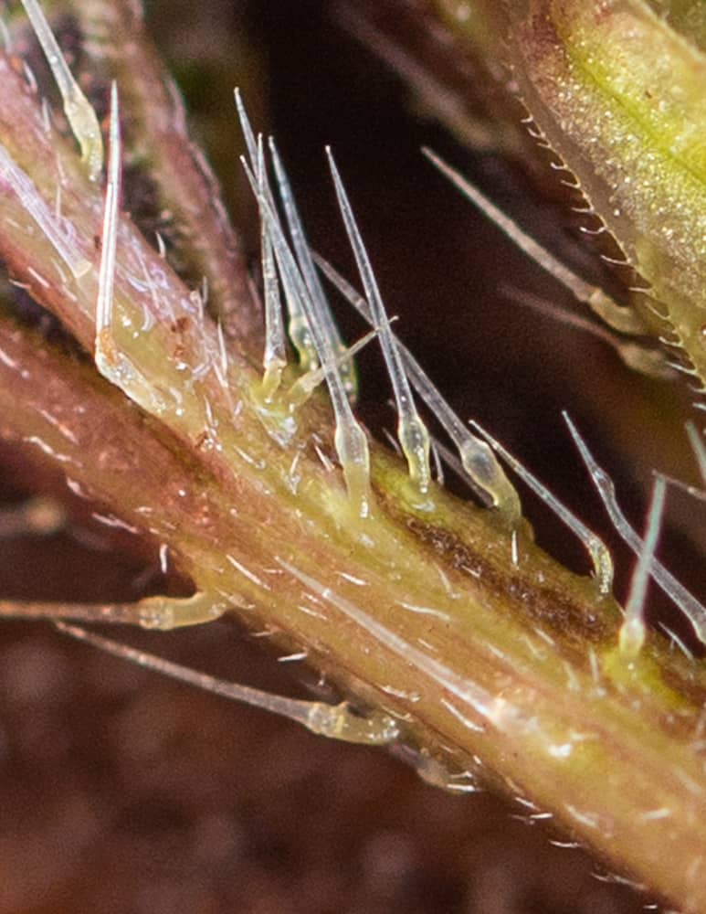 Close up macro image of nettle stingers or trichomes 