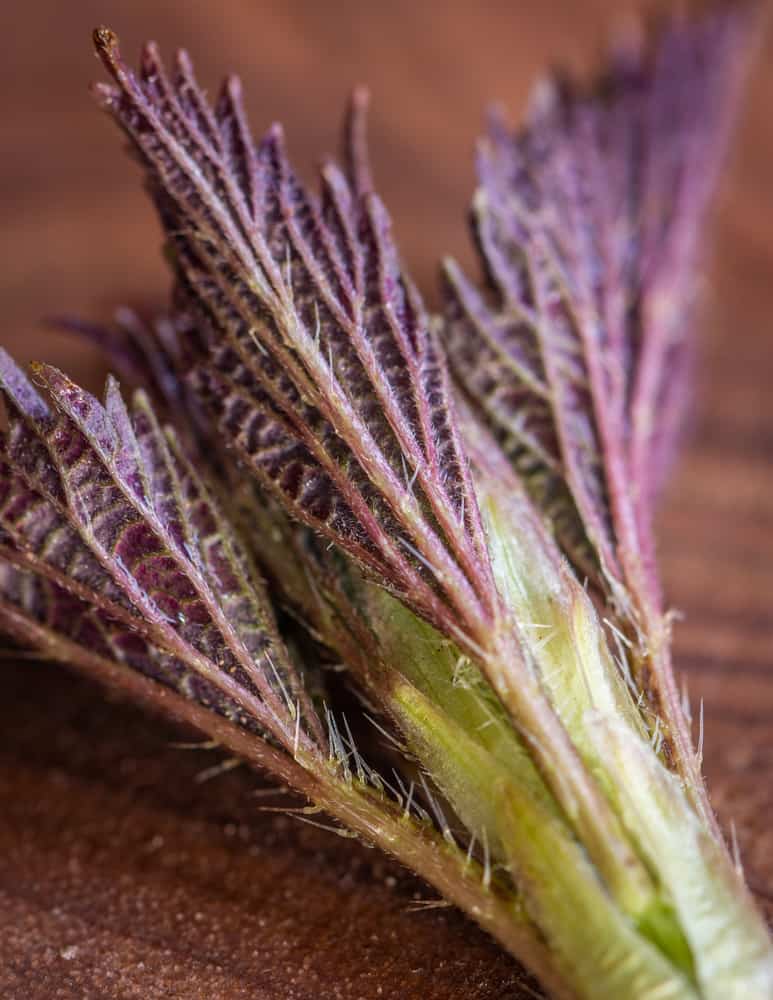 Close up macro image of nettle stingers or trichomes 