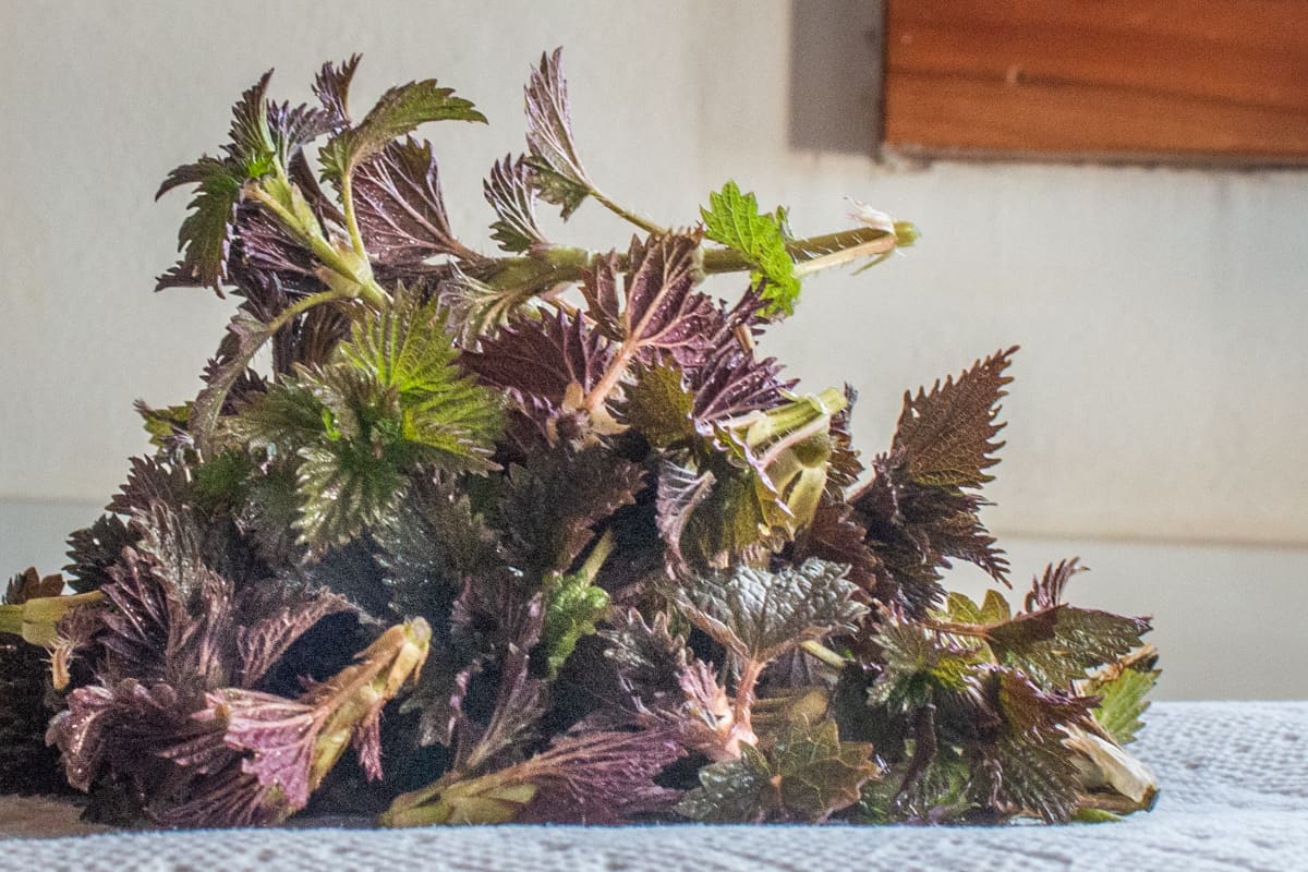 Nettles soaked in water drying on a towel 