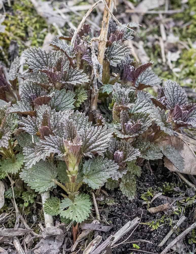 Young purple stinging nettles in the spring 