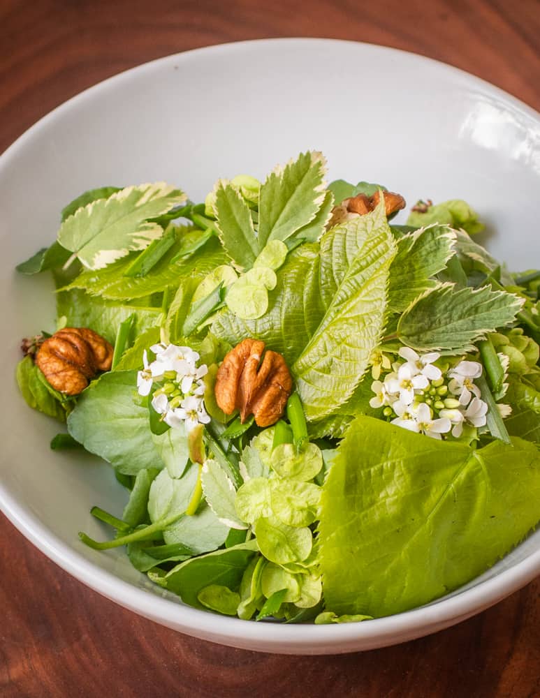 Basswood leaf salad with elm samaras and hickory nuts 