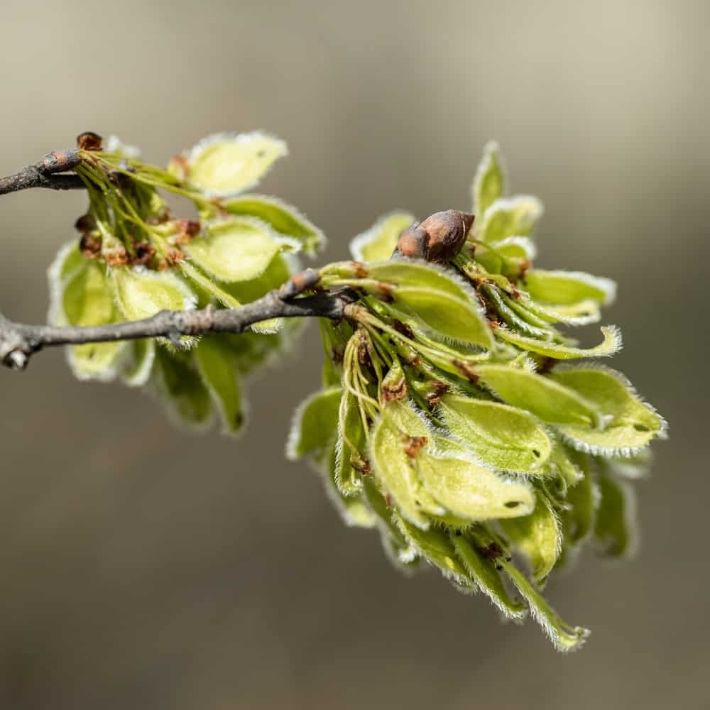 Edible American elm samaras on a tree