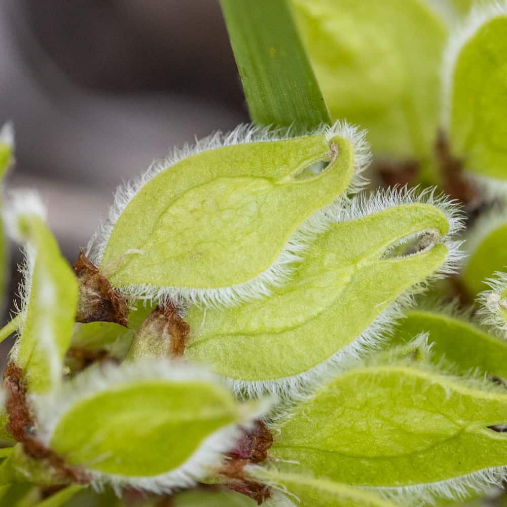 American elm samaras close up to show tiny hairs