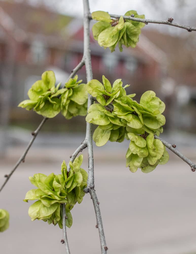 Siberian elm samaras on a tree