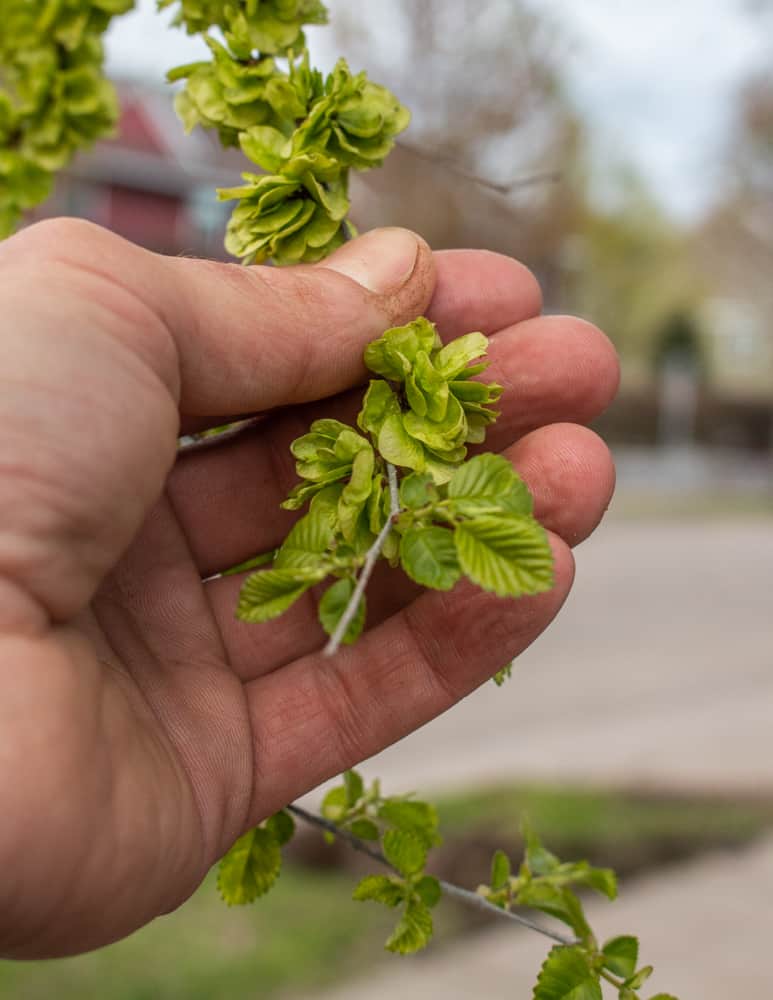 Harvesting Siberian elm samaras