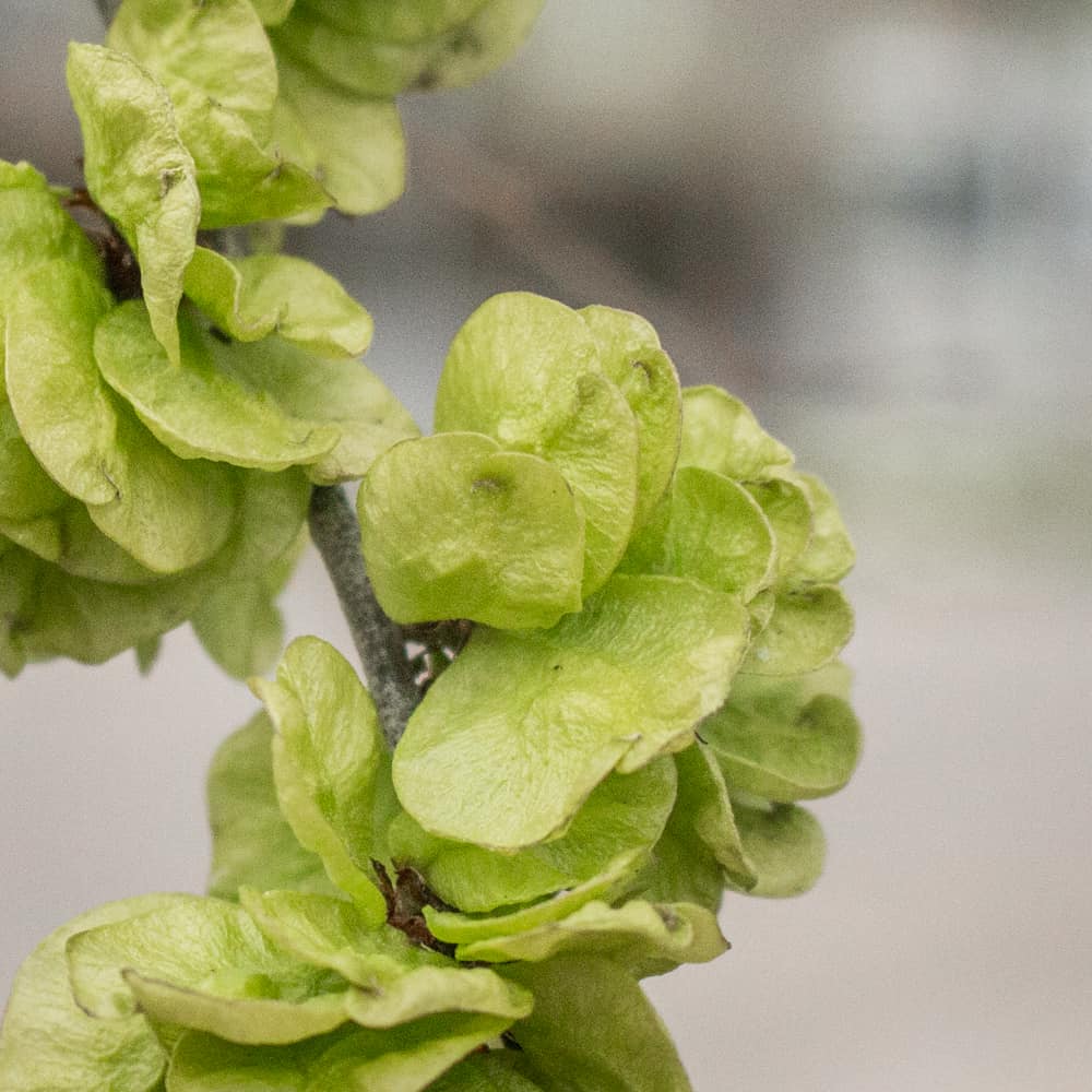 Close up of edible Siberian elm samaras