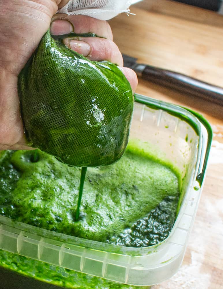 Squeezing the juice from ramp leaf pulp wrapped in cheesecloth