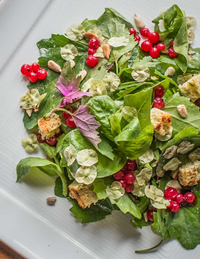 Salad with elm samaras and lambsquarters