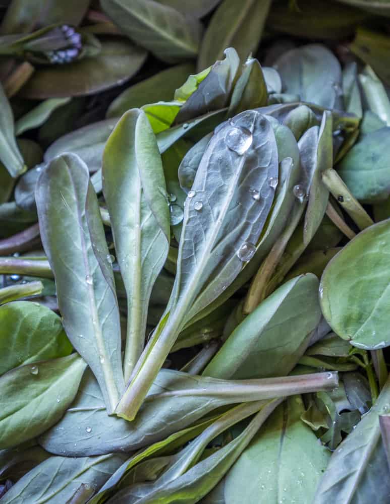 Edible virginia bluebells getting washed