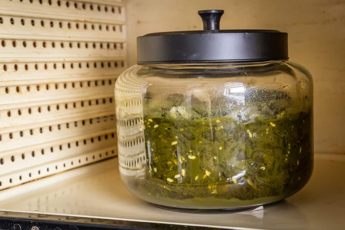 Ramp leaves, koji rice, salt and water in a jar in a dehydrator