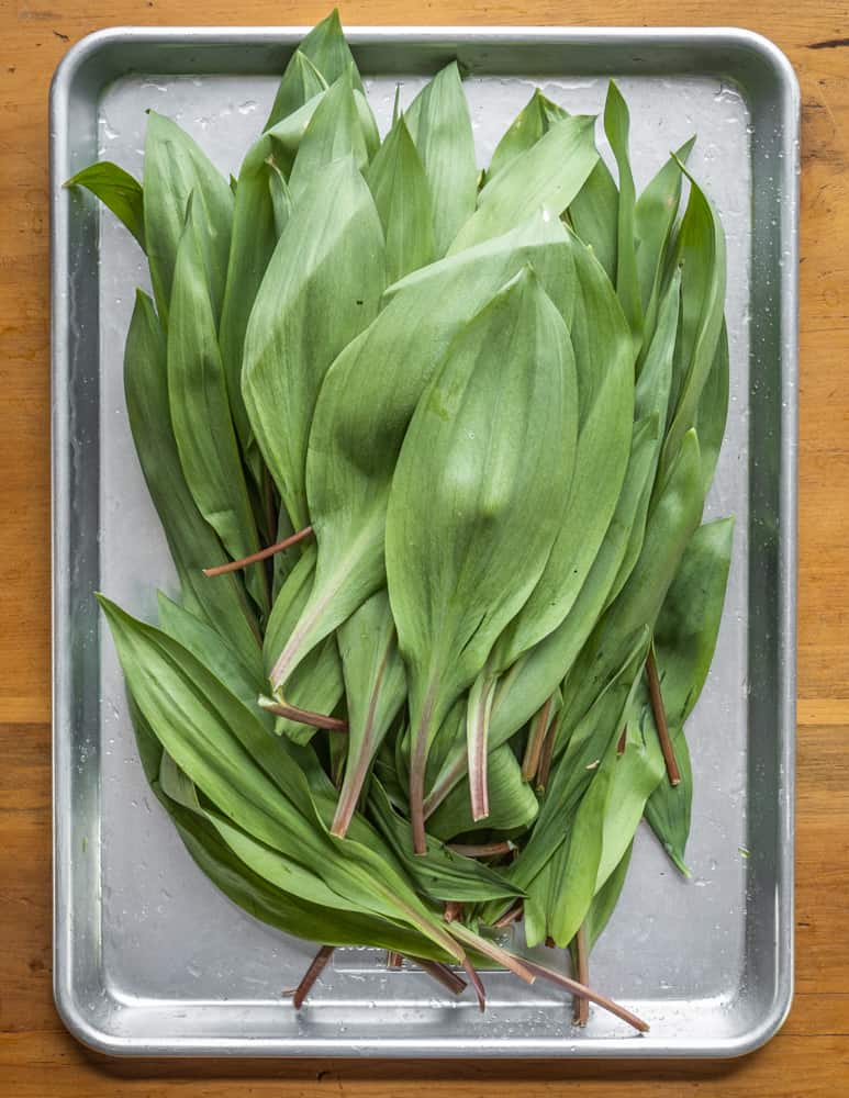 Fresh foraged ramp leaves on a sheet tray
