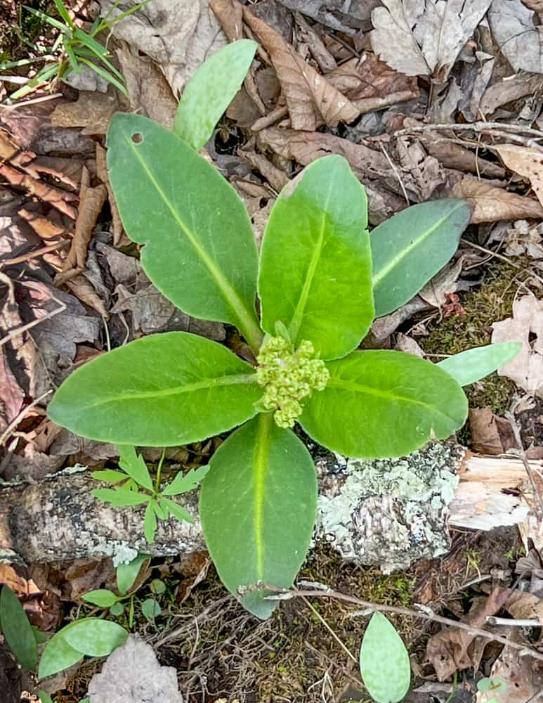 Swamp saxifrage basal rosette 