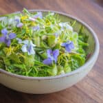 Swamp saxifrage shoot salad with basswood leaves and wildflowers