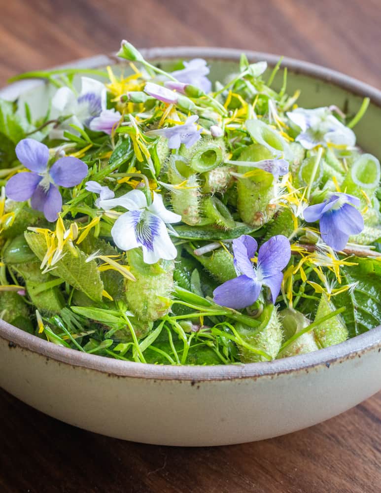 Swamp saxifrage shoot salad with basswood leaves and wildflowers