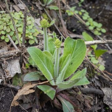 Swamp saxifrage shoots (Saxifraga pensylvanica)