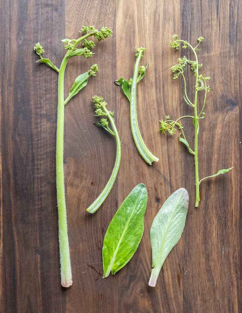 old and young saxifrage shoots and leaves to help with identification