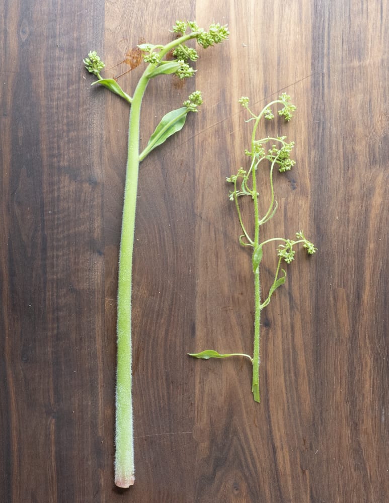 a perfect swamp saxifrage shoot next to one that's too old to eat