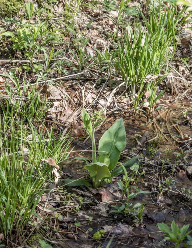 Swamp saxifrage shoots (Saxifraga pensylvanica) in a fen