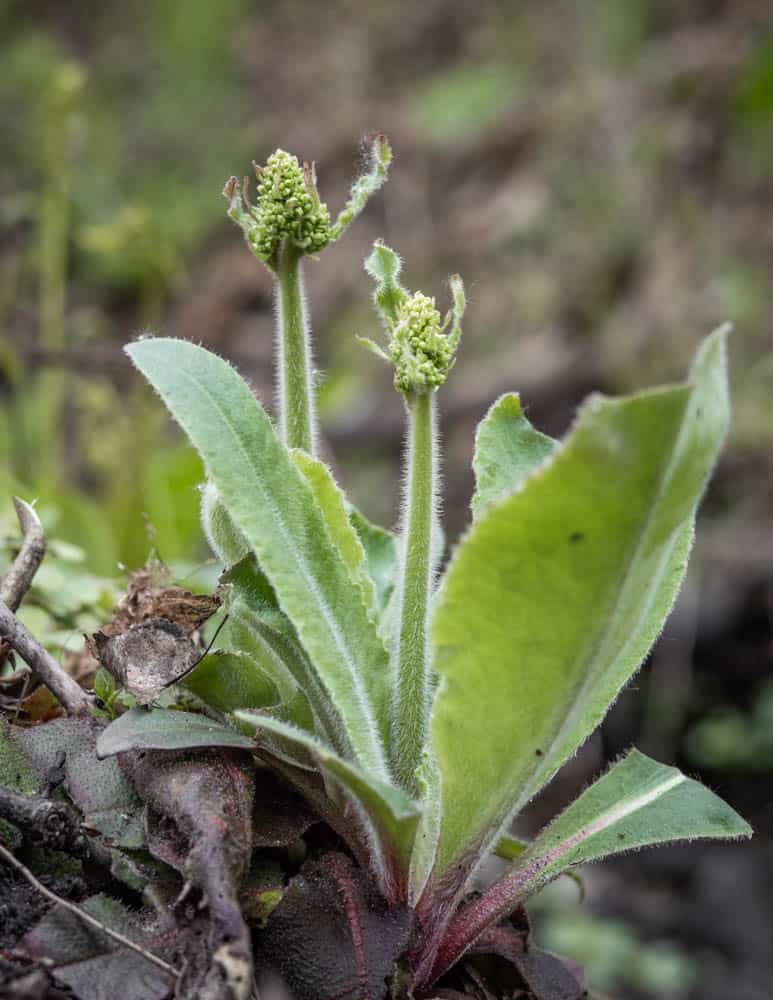 Swamp saxifrage shoots (Saxifraga pensylvanica) in a ditch 