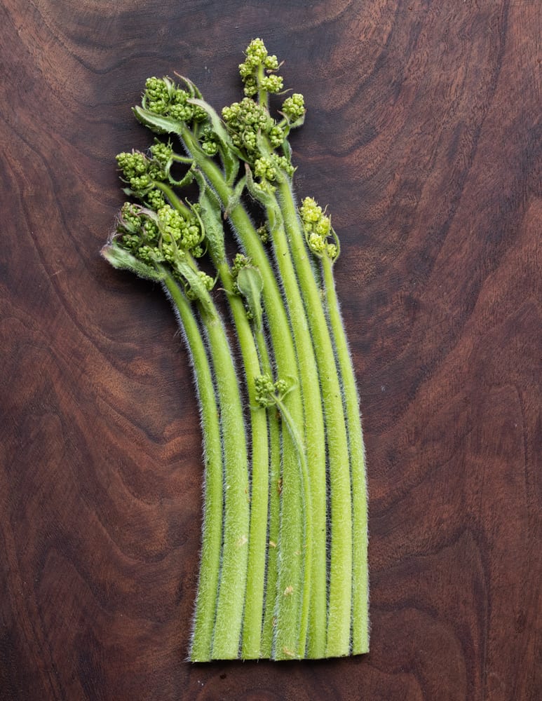 Swamp saxifrage shoots (Saxifraga pensylvanica)