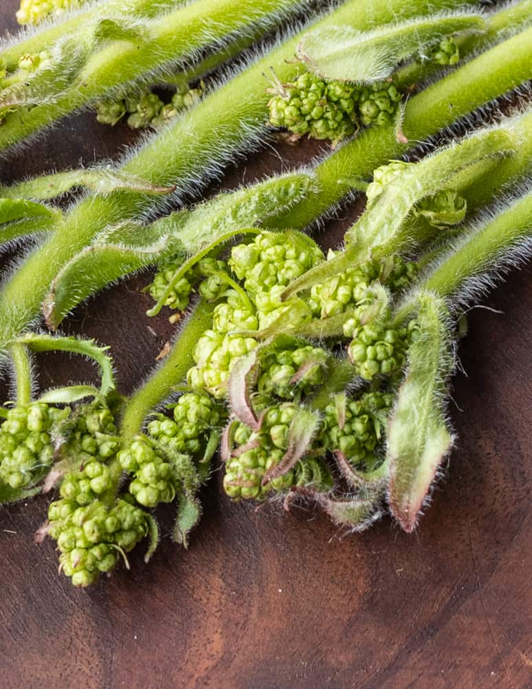 Close up of Swamp saxifrage shoots (Saxifraga pensylvanica)