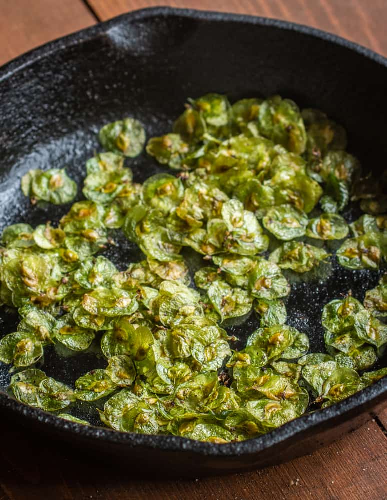 Toasted Elm Samaras in a cast iron pan 