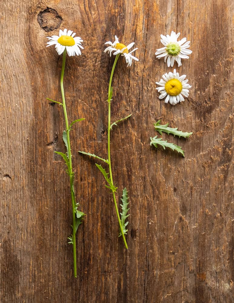 An old Ox eye daisy flower (Leucanthemum vulgare) stems, flowers and leaves laid out for identification