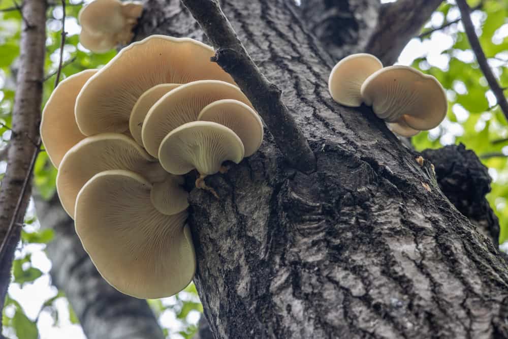 Aspen oyster mushrooms or Pluerotus populina growing on a tree