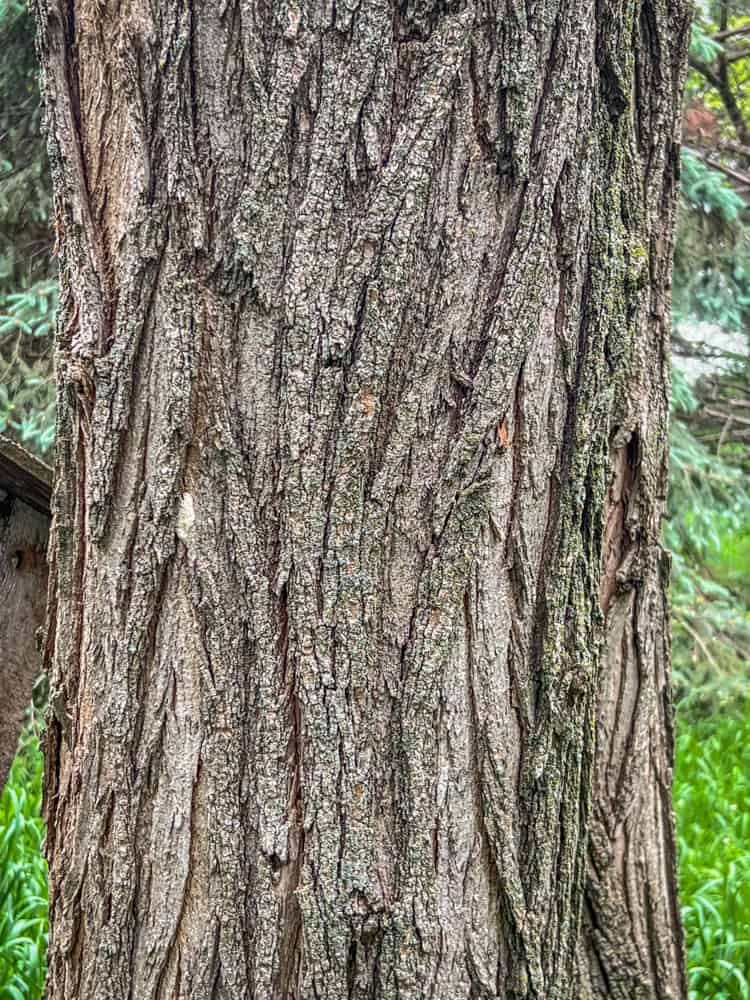Black locust tree bark for identification 