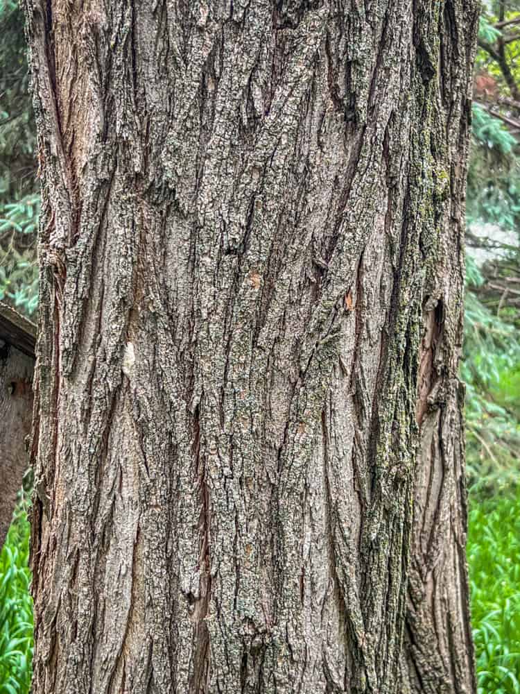 black locust tree identification