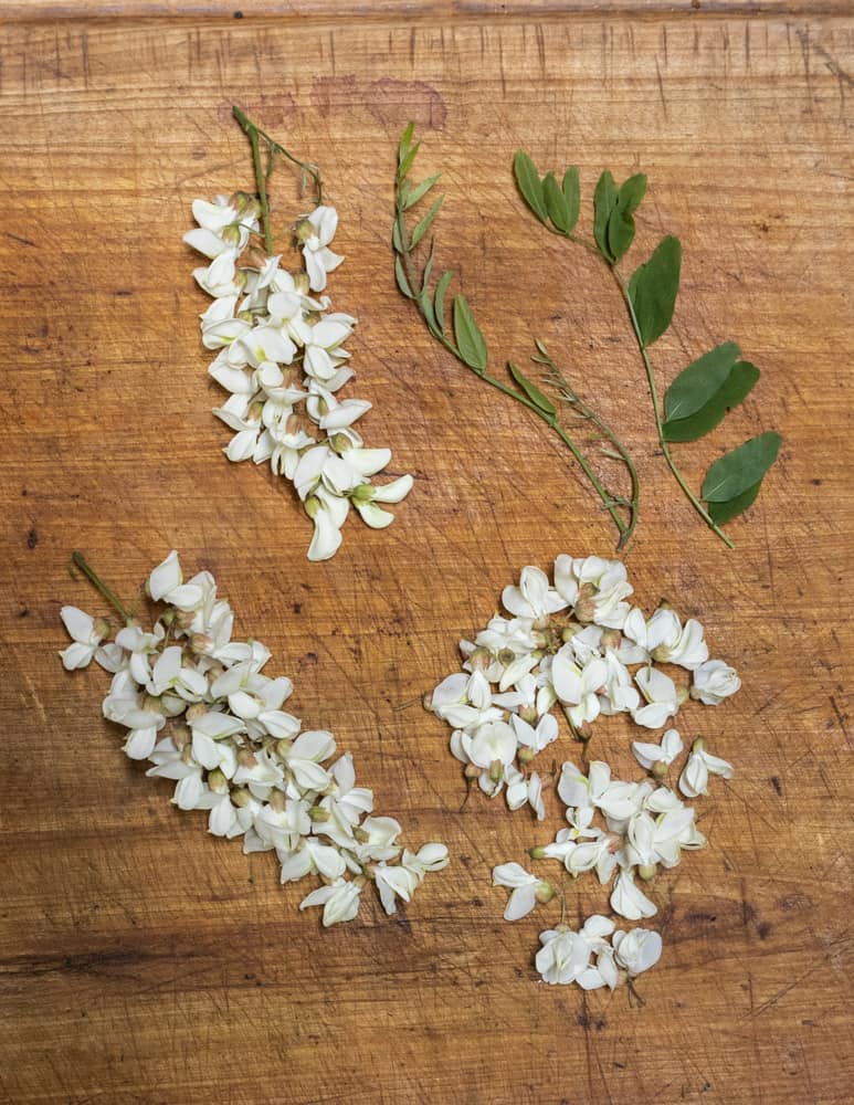 Black locust flowers or blossoms and leaves spread out for identification