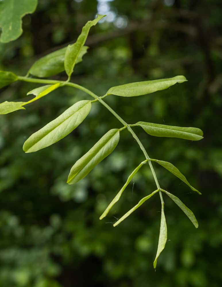 Young black locust leaves