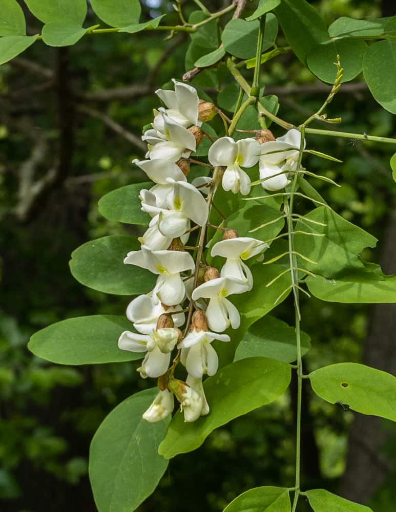 Mature black locust flowers 