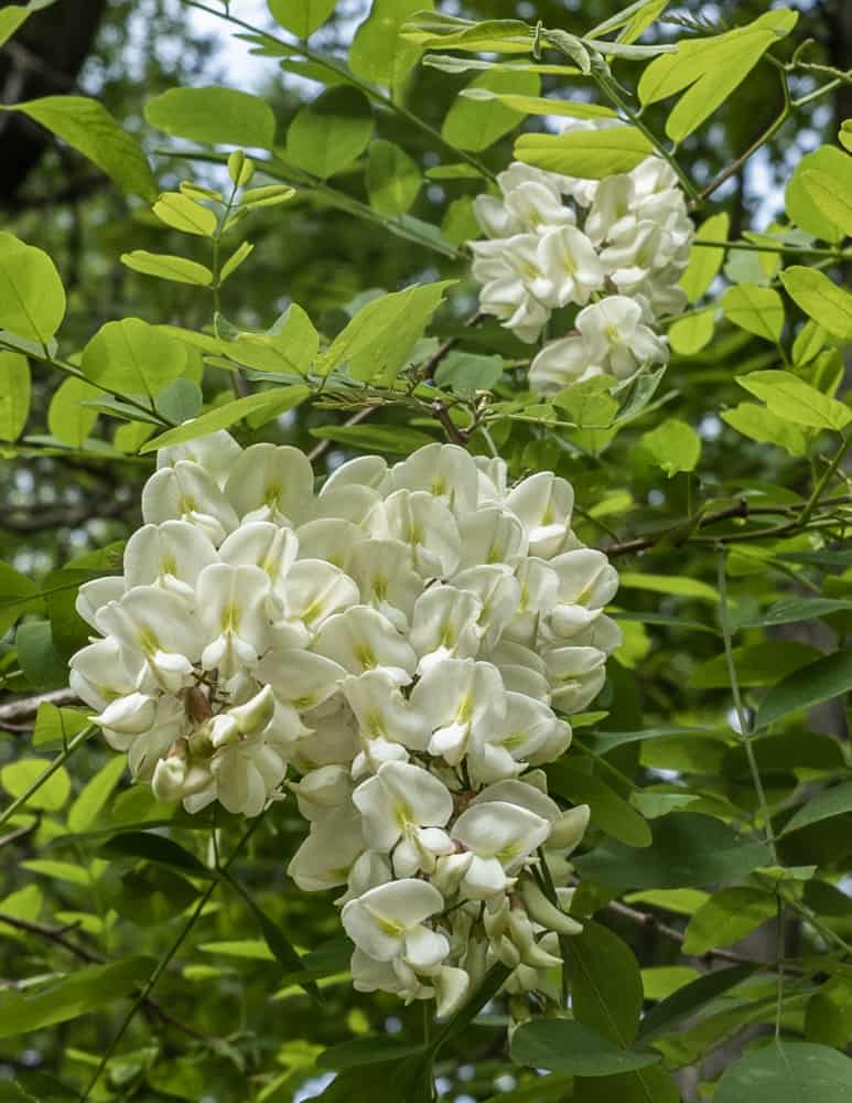 Edible black locust flowers on the tree