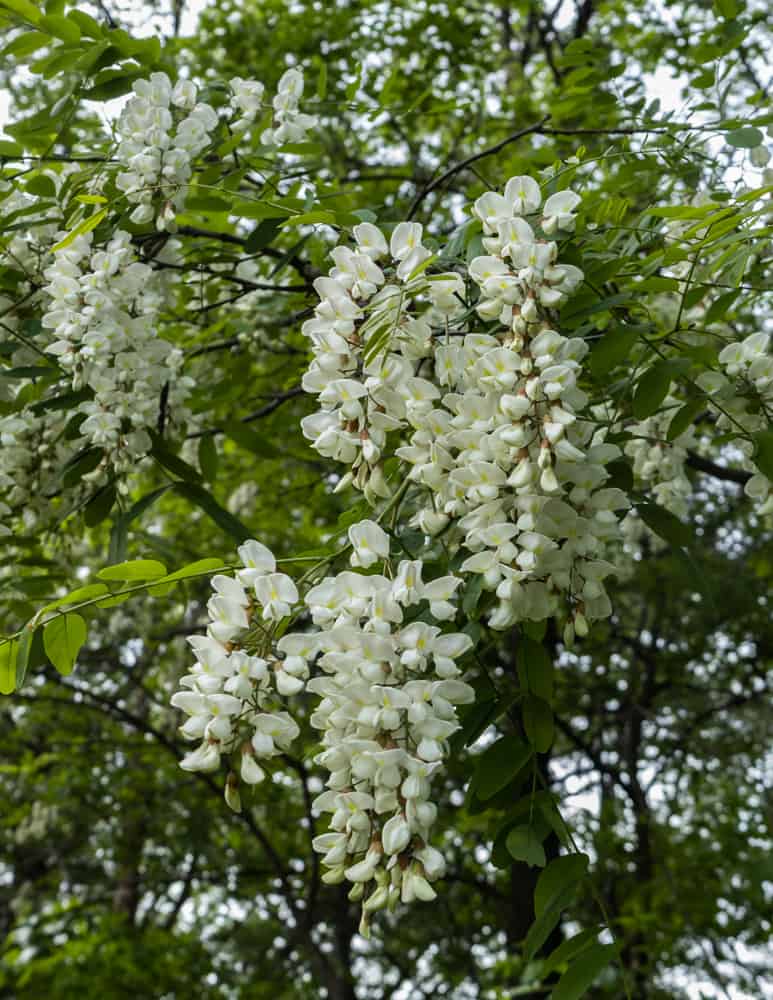 Clusters of black locust flowers on the tree