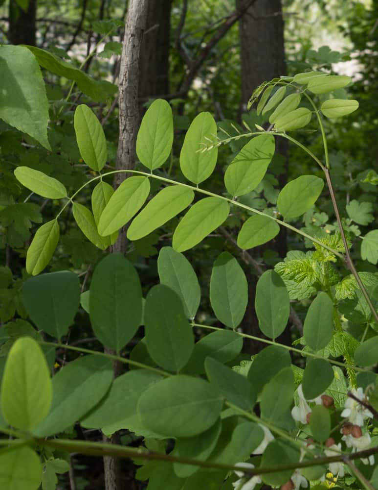 Black locust (Robinia pseudoacacia)