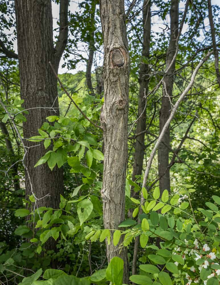 Young black locust tree 