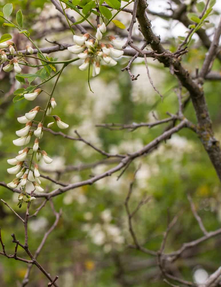 Black locust flowers on the tree