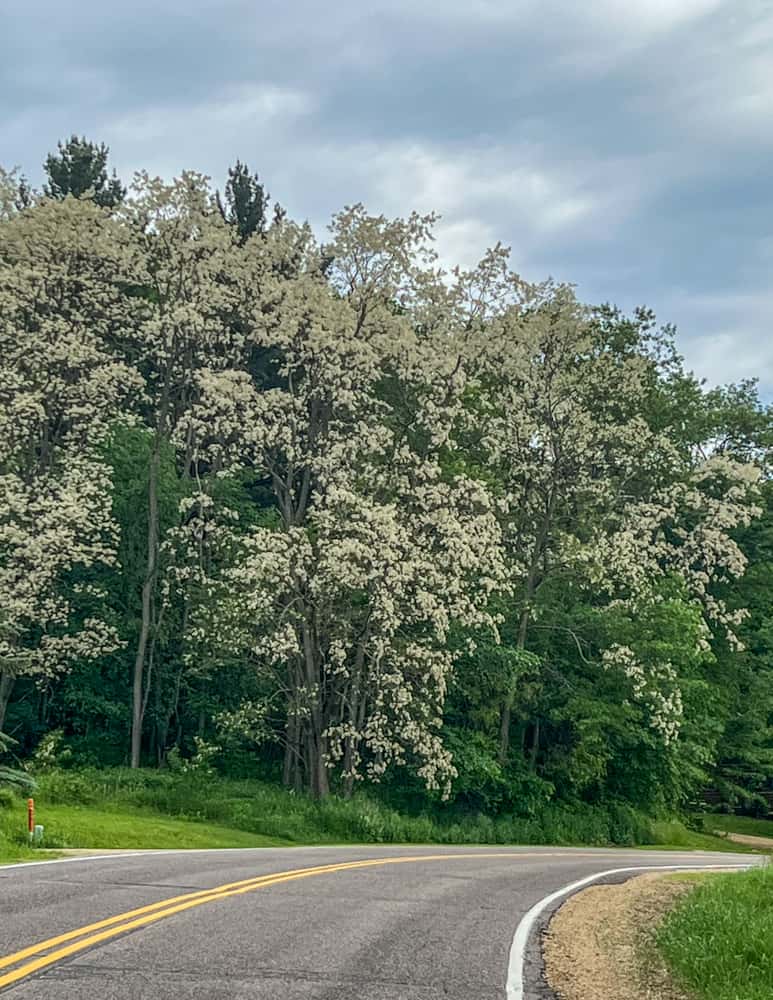 Tall black locust trees with blossoms at a distance