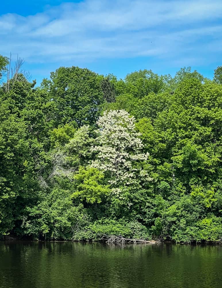 Black locust tree in bloom at a distance