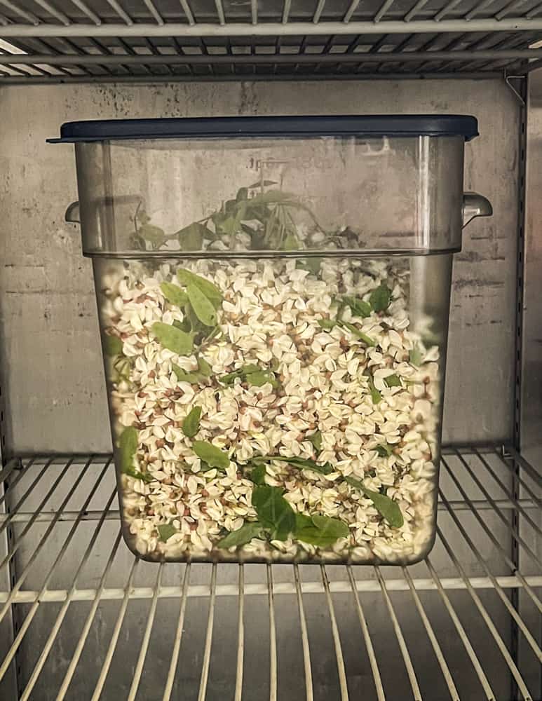 A large quantity of black locust flowers 