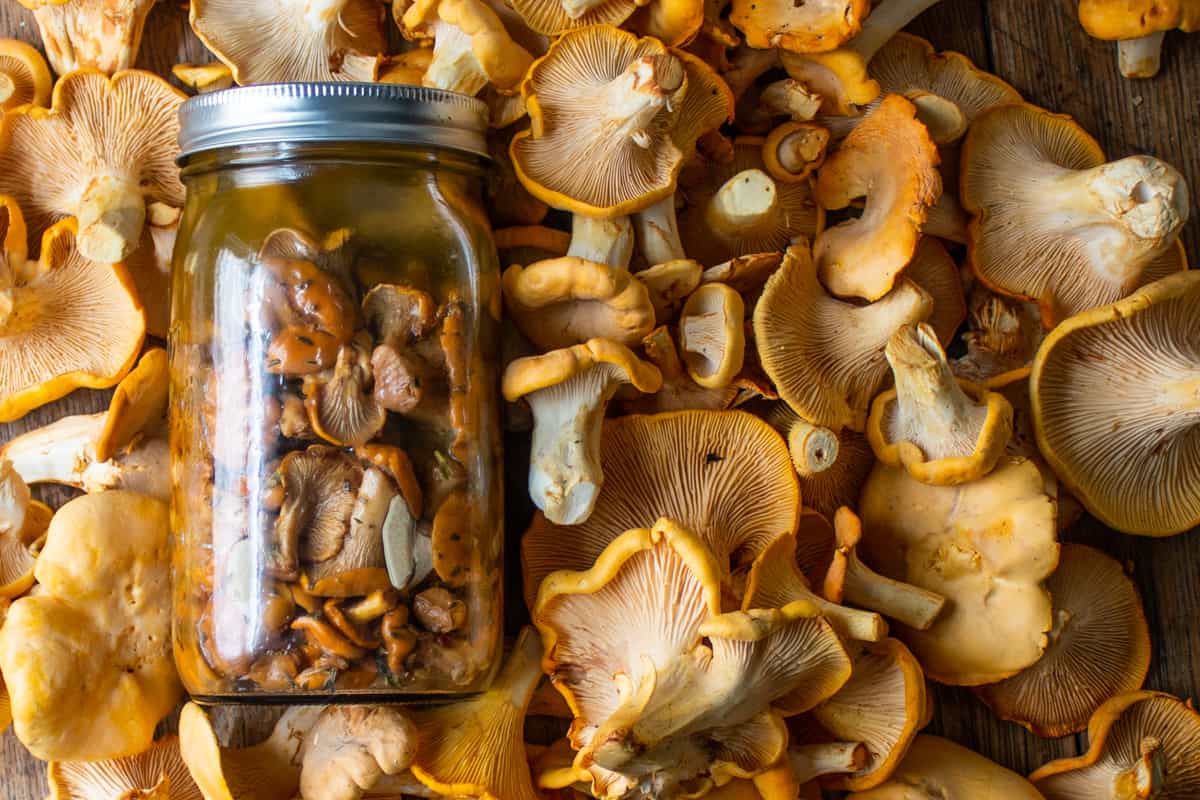 Pickled chanterelle mushrooms in a jar surrounded by fresh chanterelles. 