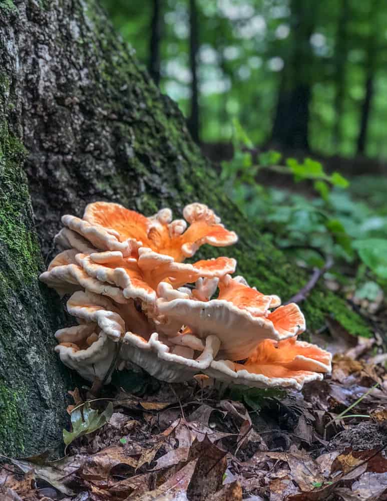 An orange mushroom growing at the base of a tree. 
