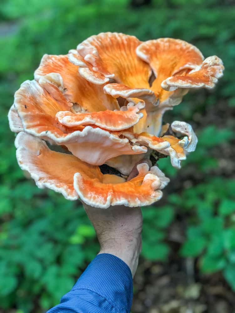 White pored chicken of the woods basal rosette form