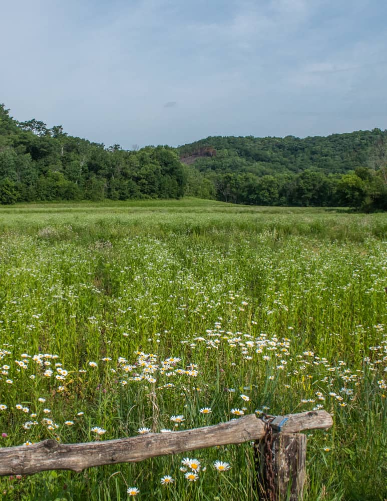 A field of oxeye daisies (Leucanthemum vulgare)