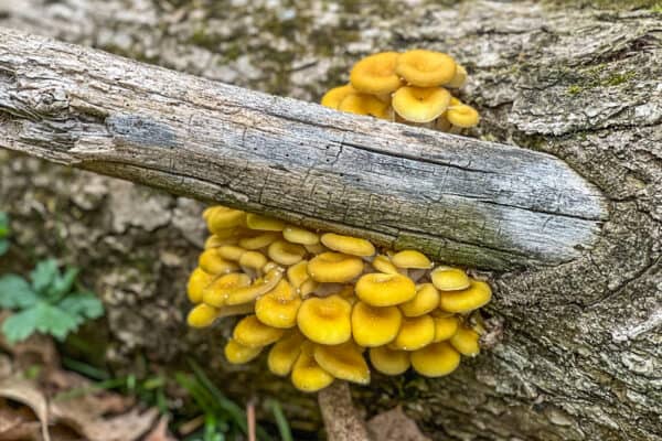 Golden Oyster Mushrooms or Pleurotus citrinopileatus