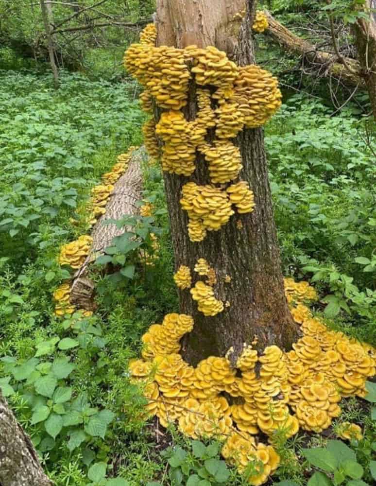 a massive fruiting of golden oyster mushrooms on a dead elm tree 